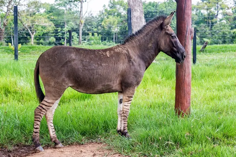 Gambar Zonkey, hasil persilangan zebra dan keledai