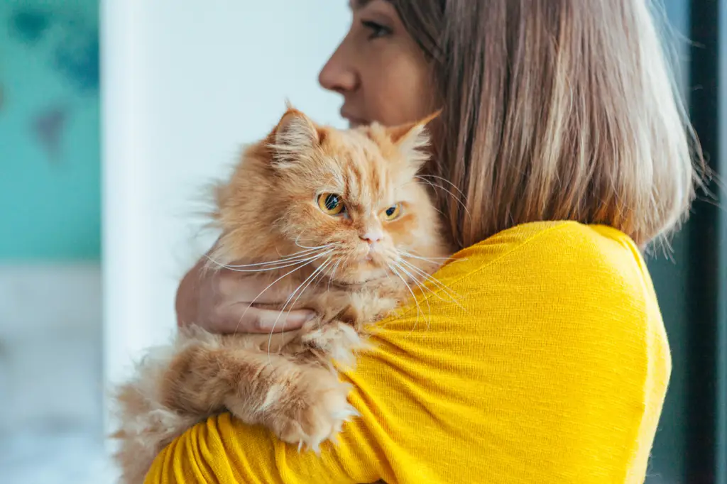 Kucing dan bulu kucing yang dapat menyebabkan alergi