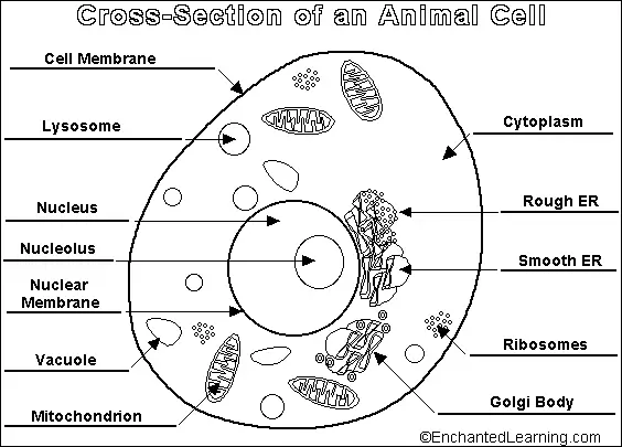 Diagram sel hewan dengan label