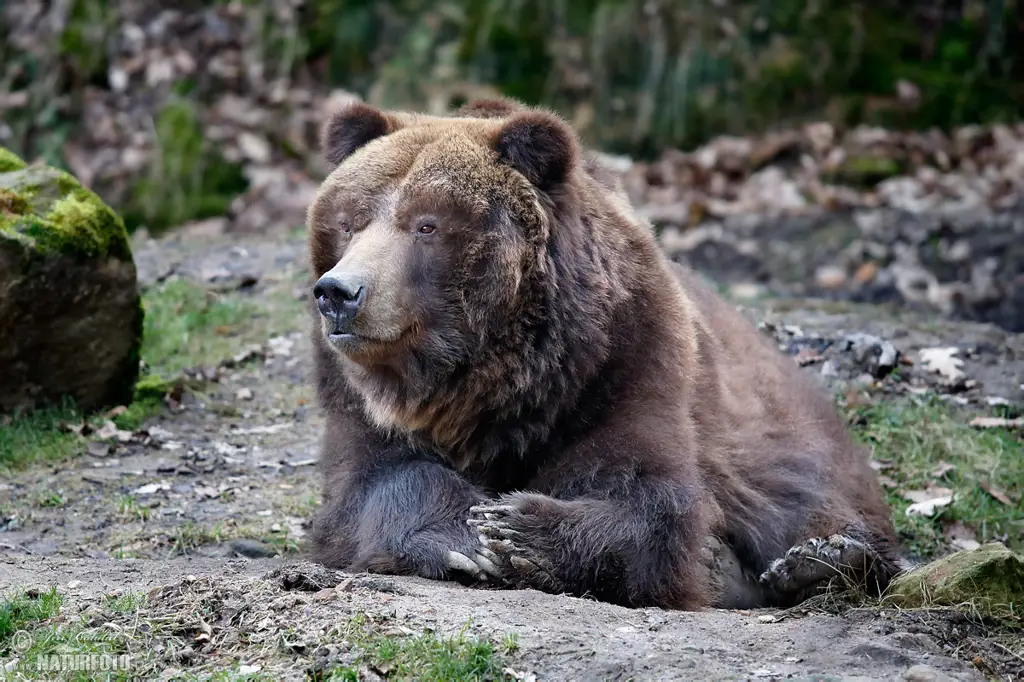 Beruang grizzly yang besar dan menakutkan