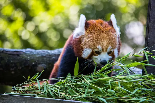 Gambar red panda di hutan bambu