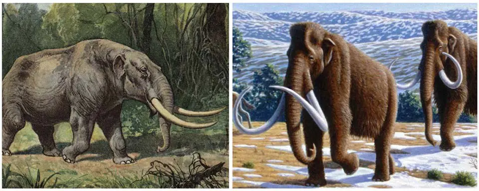 Perbandingan mastodon dan mammoth