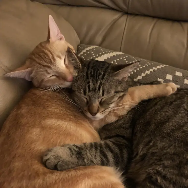 Kucing sedang berpelukan dengan seseorang