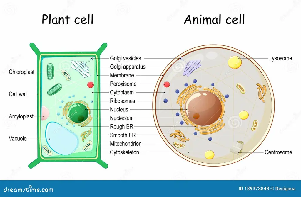 Diagram perbandingan sel tumbuhan dan sel hewan