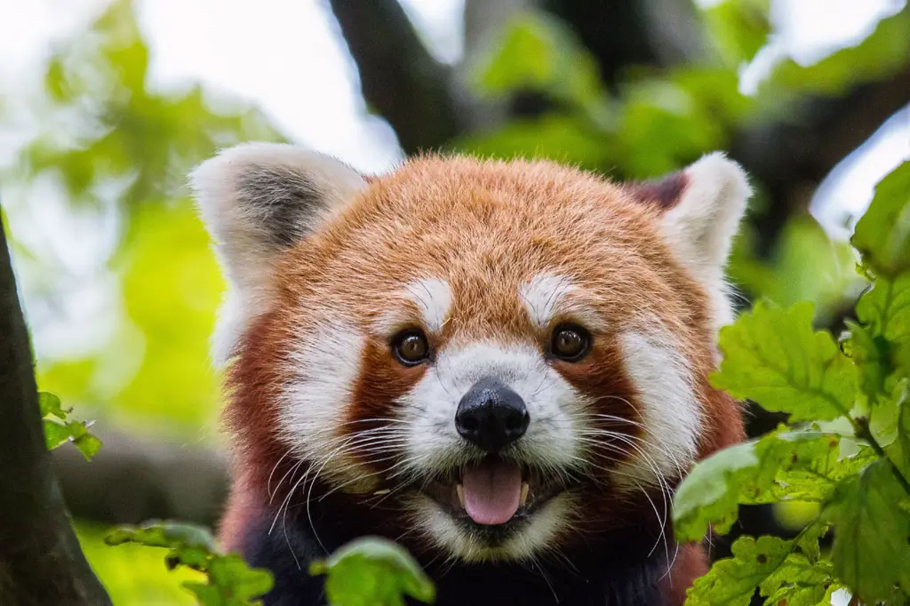 Gambar red panda yang lucu dan menggemaskan