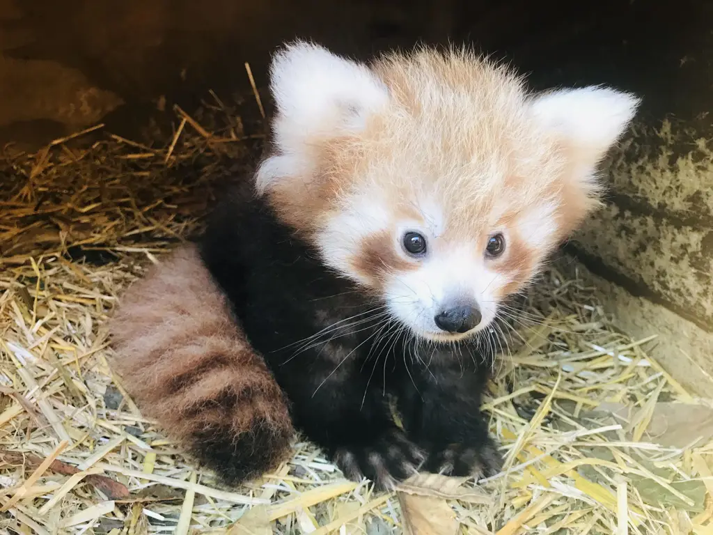 Gambar red panda yang lucu dan menggemaskan