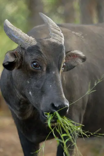 Anoa Filipina, hewan endemik yang dilindungi